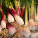 Pickled Spring Onions & Green Garlic | Flamingo Musings